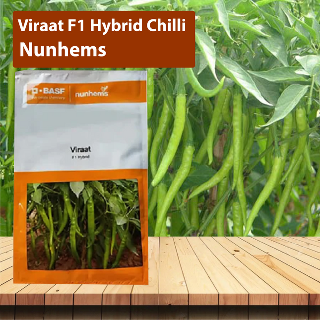 Nunhems Viraat F1 Hybrid Chilli - 1500SEEDS - Agriplex