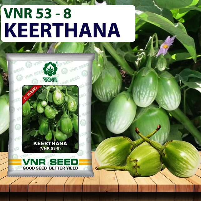 VNR Keerthana Brinjal - 10 GM (Pack of 2) - Agriplex