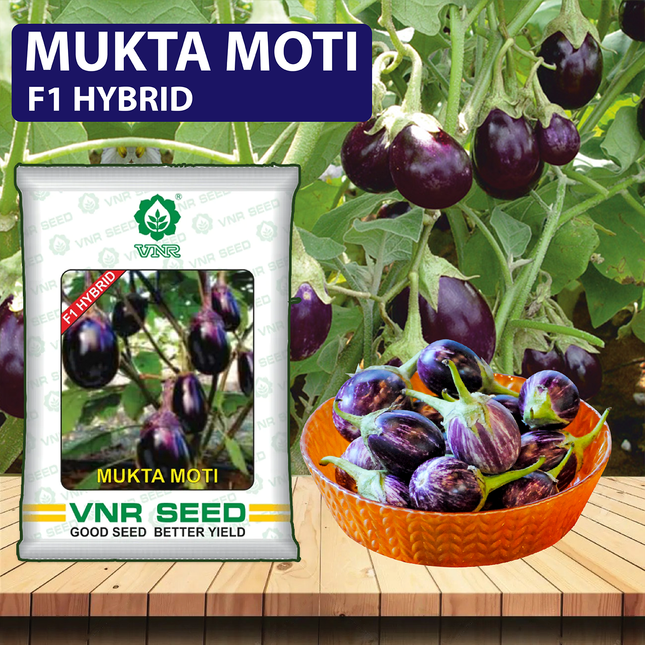 VNR Mukta Moti Brinjal - 10 GM (Pack of 2) - Agriplex