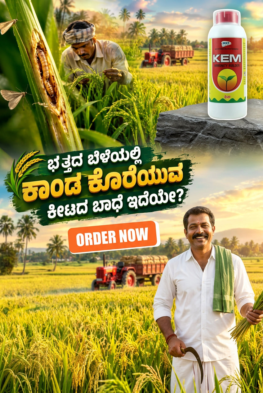 A promotional banner for KEM rice fertilizer featuring a bottle of the product on the right, a farmer holding a stalk of rice on the left, and a lush green rice field in the background with Telugu text and an 'ORDER NOW' button.