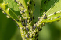 Aphids