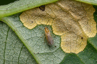 Thrips