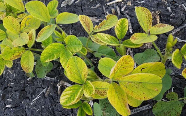 Nitrogen Deficiency