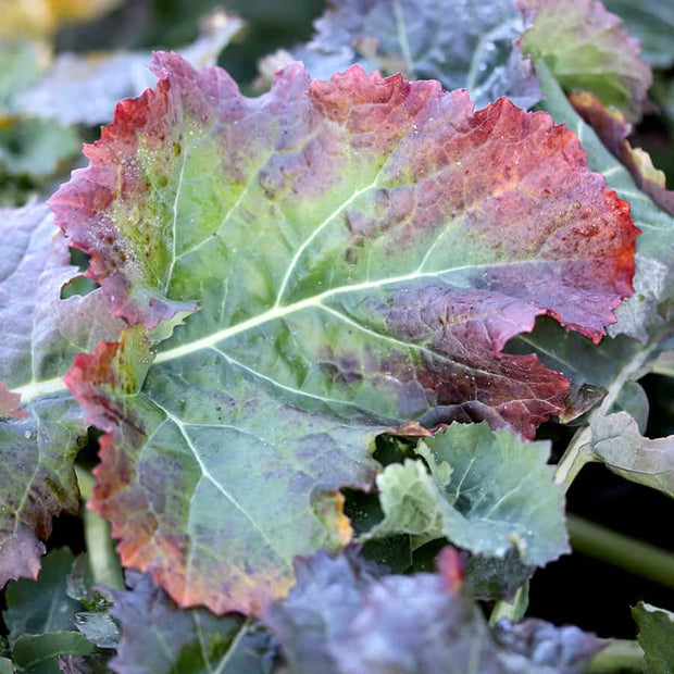 Phospherous Deficiency