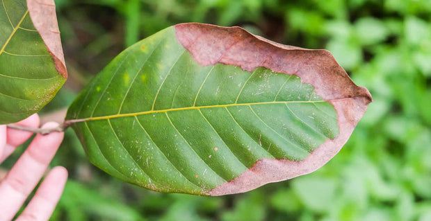 Potassium Deficiency