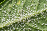 White Flyies