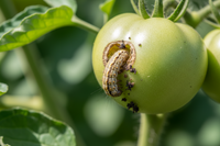 Fruit Borer