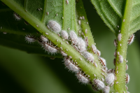 Mealy Bugs