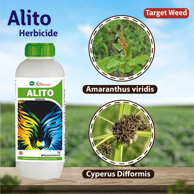 Swal Alito  - 500 ML