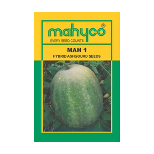 Mahyco Ashgourd Hy Mahy-1 Seeds - 50 GM