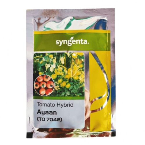 Syngenta Ayaan Tomato Seeds