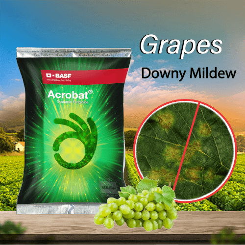 BASF Acrobat Fungicide