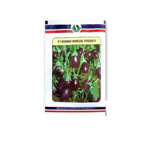 SUNGRO Brinjal Pragati (Chu-Chu) Seeds - 10 GM - Agriplex
