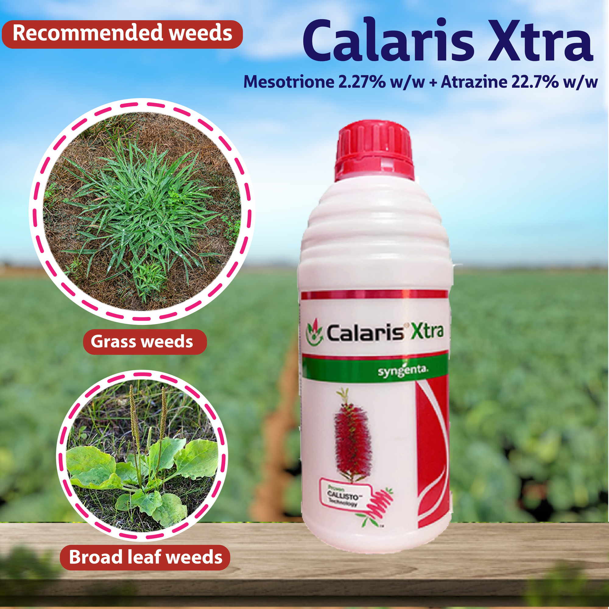 syngenta atrazine herbicide Syngenta Calaris Xtra Herbicide – Agriplex