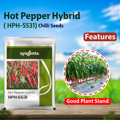 Syngenta HPH - 5531 Chilli Seeds - 1500 SEEDS