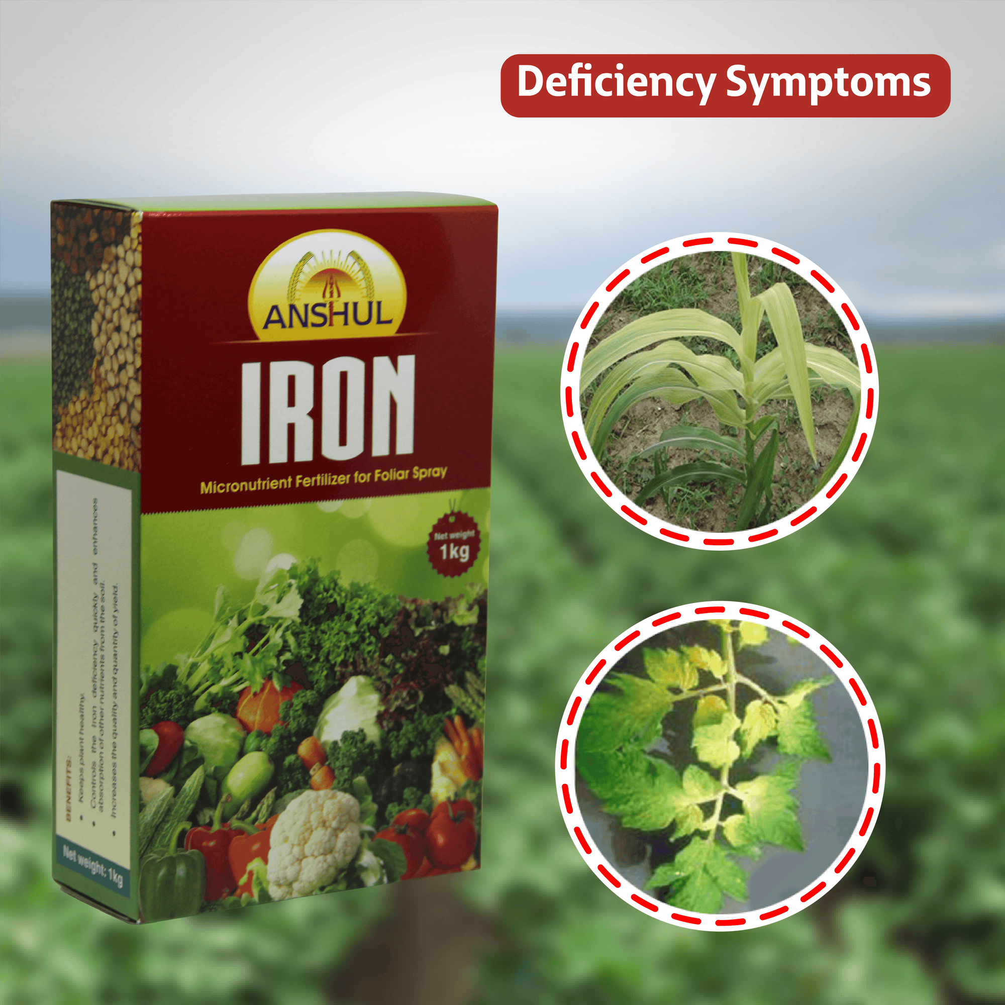 Anshul Iron (Ferrous Sulphate 19%) - 1 KG Deficiency symptoms