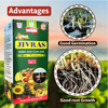 Multiplex Jivras Benefits