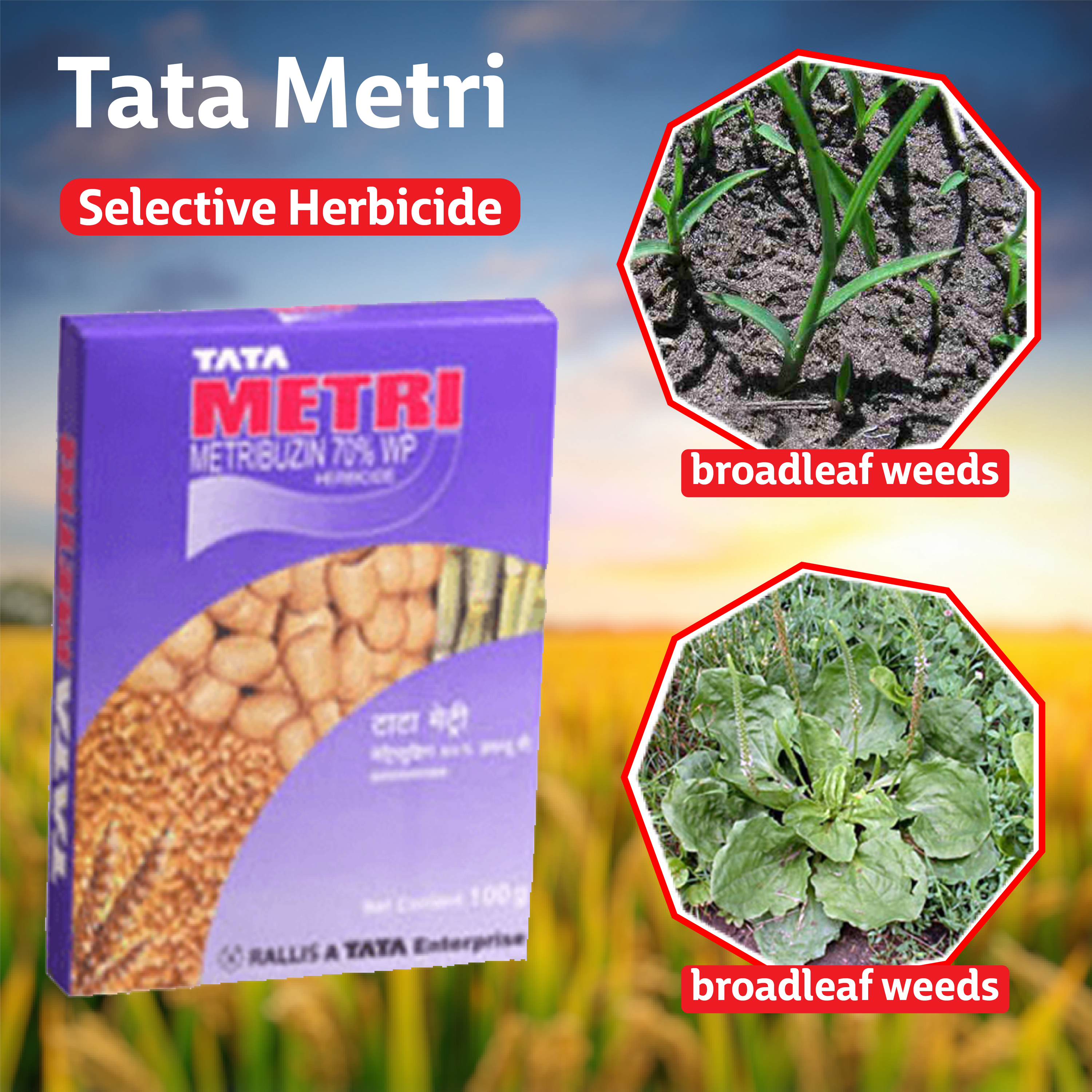 metri herbicide Tata Metri (Metribuzin 70% WP) Herbicide