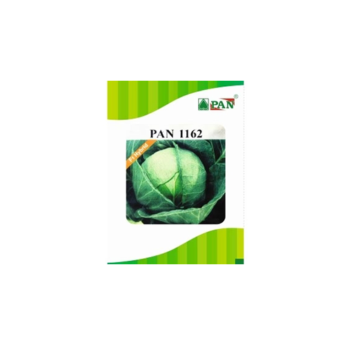 PAN 1162 Hybrid Cabbage (Green, Round) Seeds - 10 GM - Agriplex