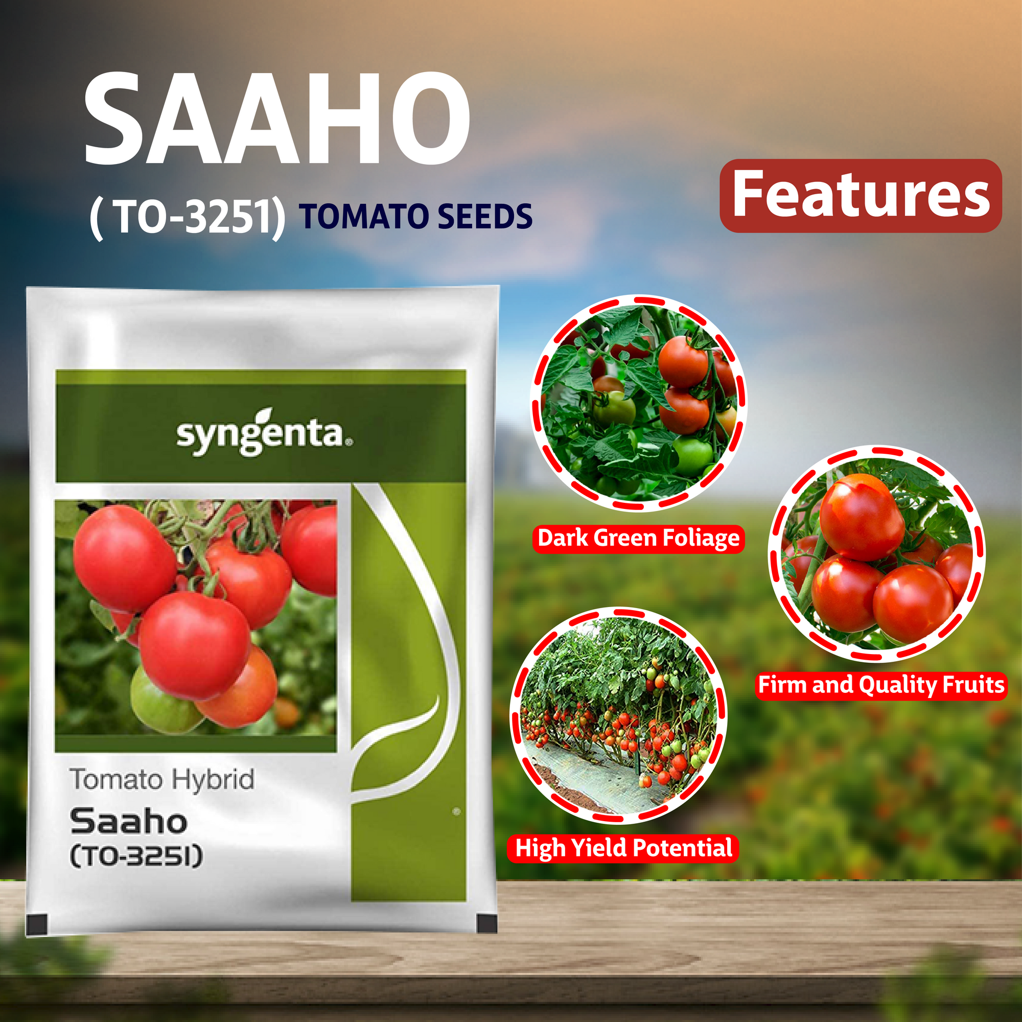 Syngenta Saaho (TO-3215) Tomato Seeds - 3500 SEEDS