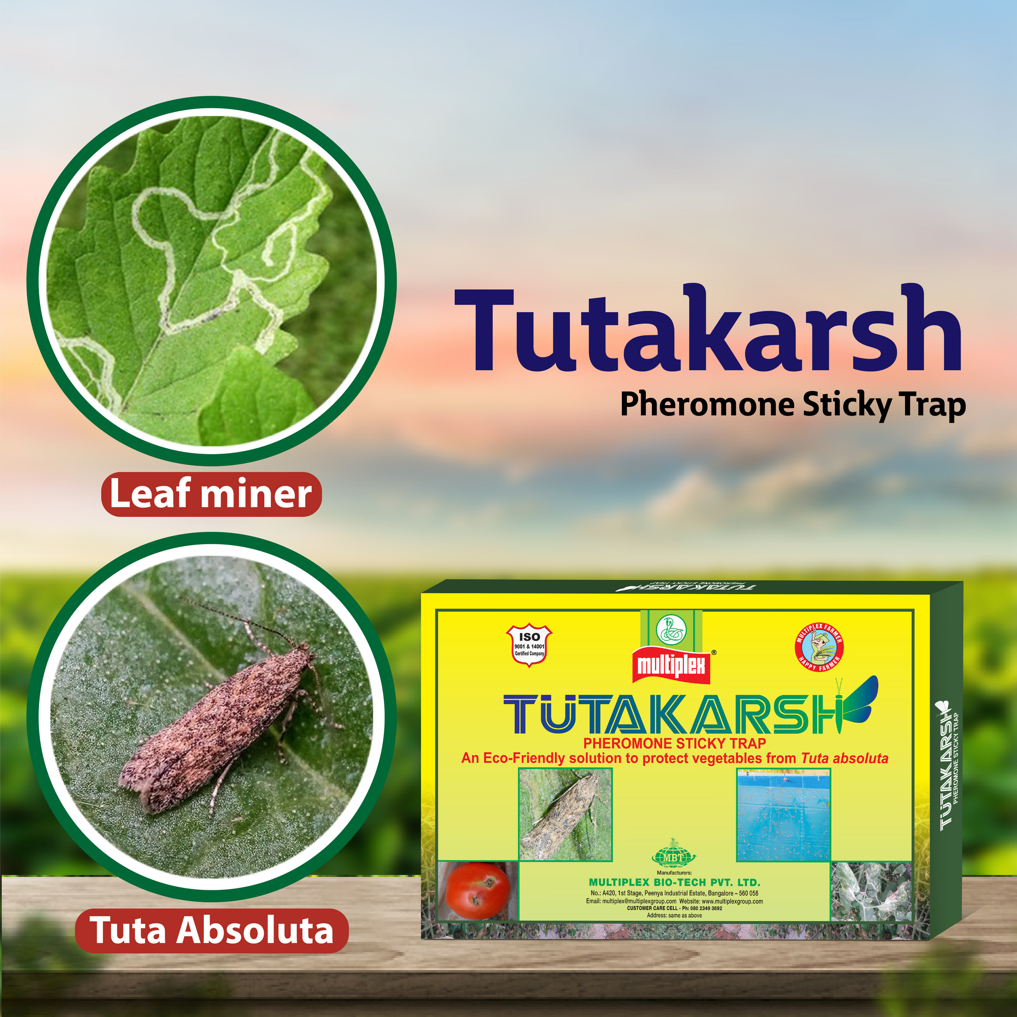 Multiplex Tutakarsh Pheromone Trap for Tuta Absoluta
