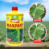 Multiplex Maxiwet (Wetting Agent)