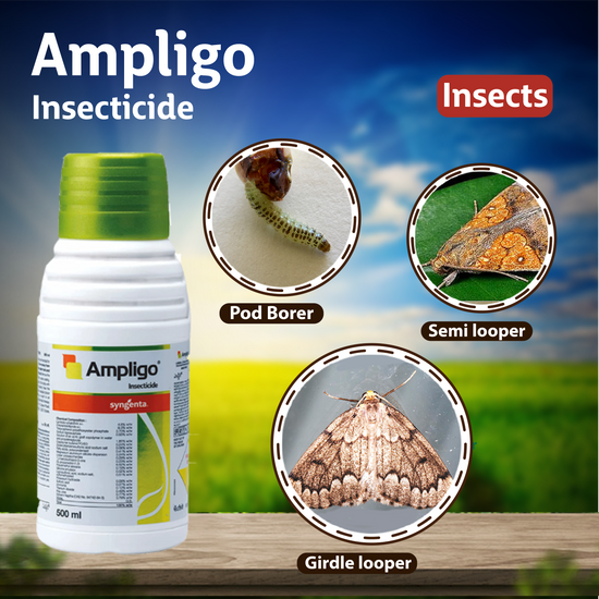Syngenta Ampligo Insecticide – Agriplex