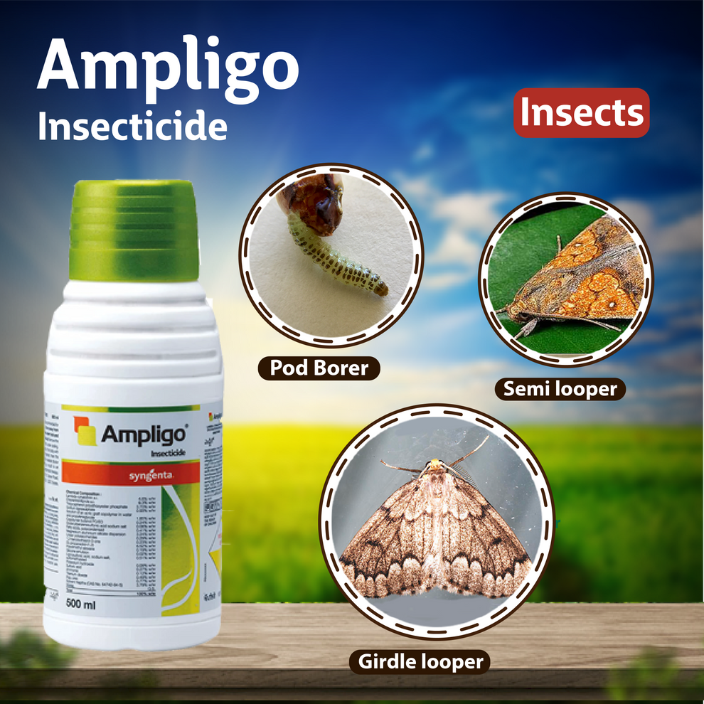 Syngenta Ampligo Insecticide – Agriplex